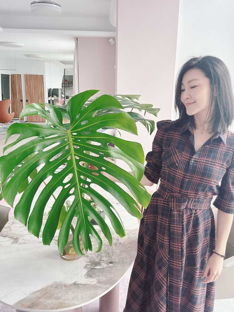 成功成為 #綠手指 ​ 養一陣子的 #龜背芋 長得非常茁壯